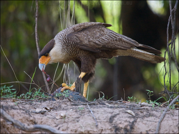 Southern Crested Caracara sth_crest_caracara_205651.psd