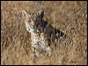 Click here to enter gallery and see photos/pictures/images of Bobcat