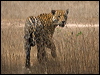 jaguar_203744