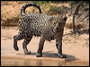 jaguar_204090
