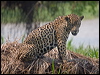 jaguar_204194
