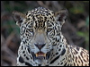 jaguar_204319