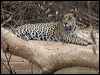 jaguar_204358