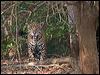 jaguar_205624