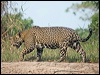 jaguar_205638