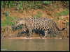 jaguar_205727