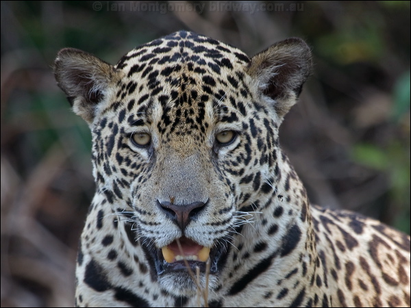 Jaguar jaguar_204319.psd
