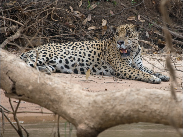 Jaguar jaguar_204358.psd