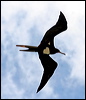 chris_is_frigatebird_39127