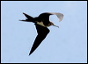 chris_is_frigatebird_39130