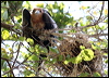 chris_is_frigatebird_39149