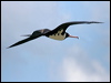 chris_is_frigatebird_40046