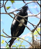 chris_is_frigatebird_40549