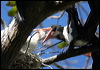 chris_is_frigatebird_40574