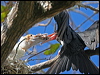 chris_is_frigatebird_40587