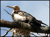 chris_is_frigatebird_40595
