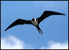 chris_is_frigatebird_40712