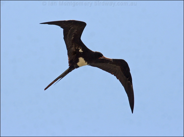 Christmas (Island) Frigatebird chris_is_frigatebird_39126.psd