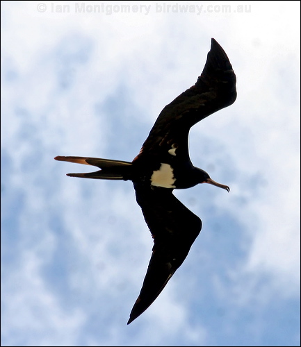 Christmas (Island) Frigatebird chris_is_frigatebird_39127.psd
