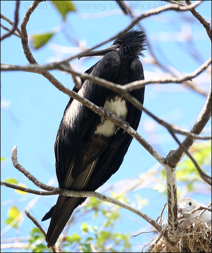 Christmas (Island) Frigatebird chris_is_frigatebird_40549.psd
