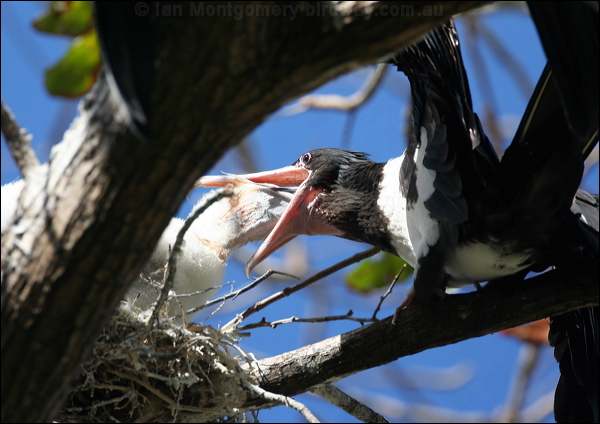 Christmas (Island) Frigatebird chris_is_frigatebird_40574.psd