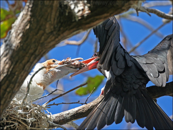 Christmas (Island) Frigatebird chris_is_frigatebird_40587.psd