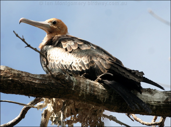 Christmas (Island) Frigatebird chris_is_frigatebird_40595.psd