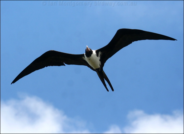 Christmas (Island) Frigatebird chris_is_frigatebird_40712.psd