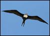 Click here to enter gallery and see photos of Great Frigatebird