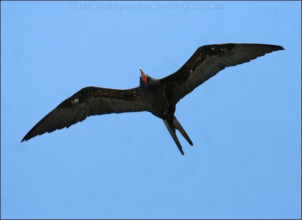 Great Frigatebird greater_frigatebird_39473.psd