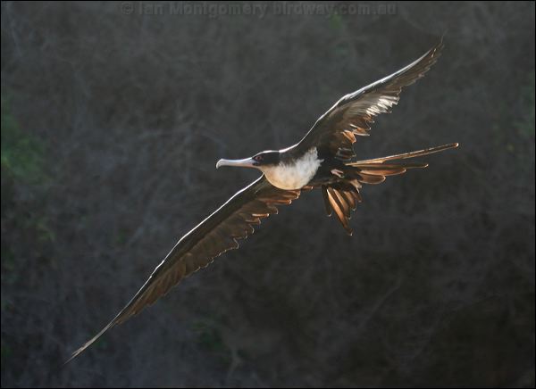 Great Frigatebird greater_frigatebird_40672.psd