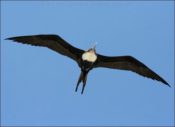Great Frigatebird greater_frigatebird_45087.psd
