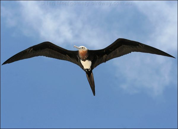 Great Frigatebird greater_frigatebird_45459.psd