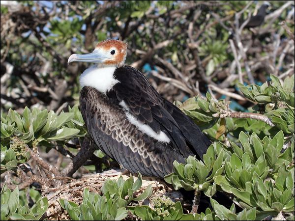 Great Frigatebird greater_frigatebird_45550.psd