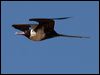 lesser_frigatebird_115915