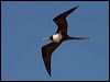 lesser_frigatebird_115917