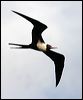 lesser_frigatebird_39047