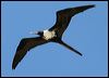 lesser_frigatebird_45105