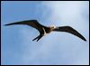 lesser_frigatebird_45270