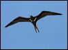 lesser_frigatebird_45467