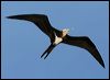 lesser_frigatebird_45473