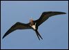 lesser_frigatebird_45484