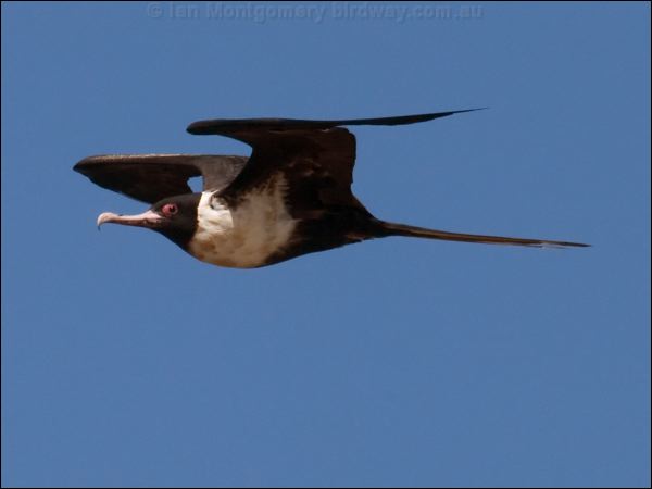 Lesser Frigatebird lesser_frigatebird_115915.psd