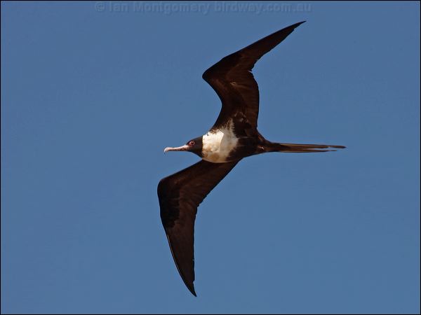 Lesser Frigatebird lesser_frigatebird_115917.psd