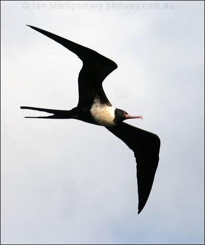 Lesser Frigatebird lesser_frigatebird_39047.psd