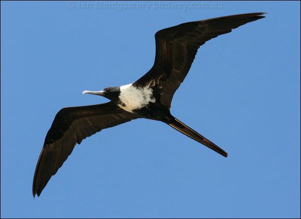 Lesser Frigatebird lesser_frigatebird_45105.psd