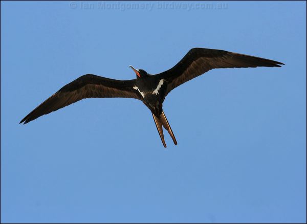 Lesser Frigatebird lesser_frigatebird_45467.psd