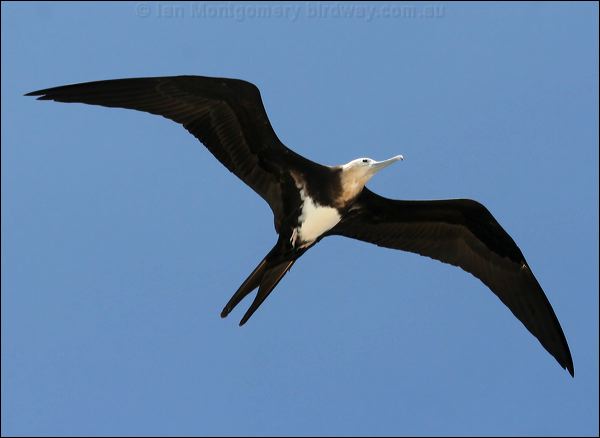 Lesser Frigatebird lesser_frigatebird_45473.psd