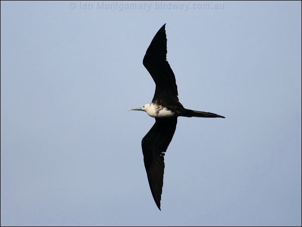 Magnificent Frigatebird magnif_frigatebird_21365.jpg