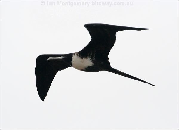 Magnificent Frigatebird magnif_frigatebird_27355.psd